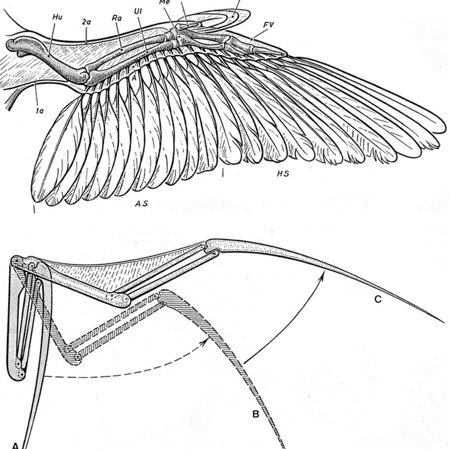 Строение крыла птицы рисунок с подписями