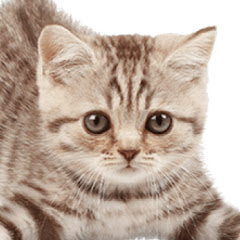Cute Kittens net worth