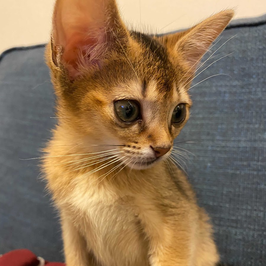 アビシニアンのabby Youtube