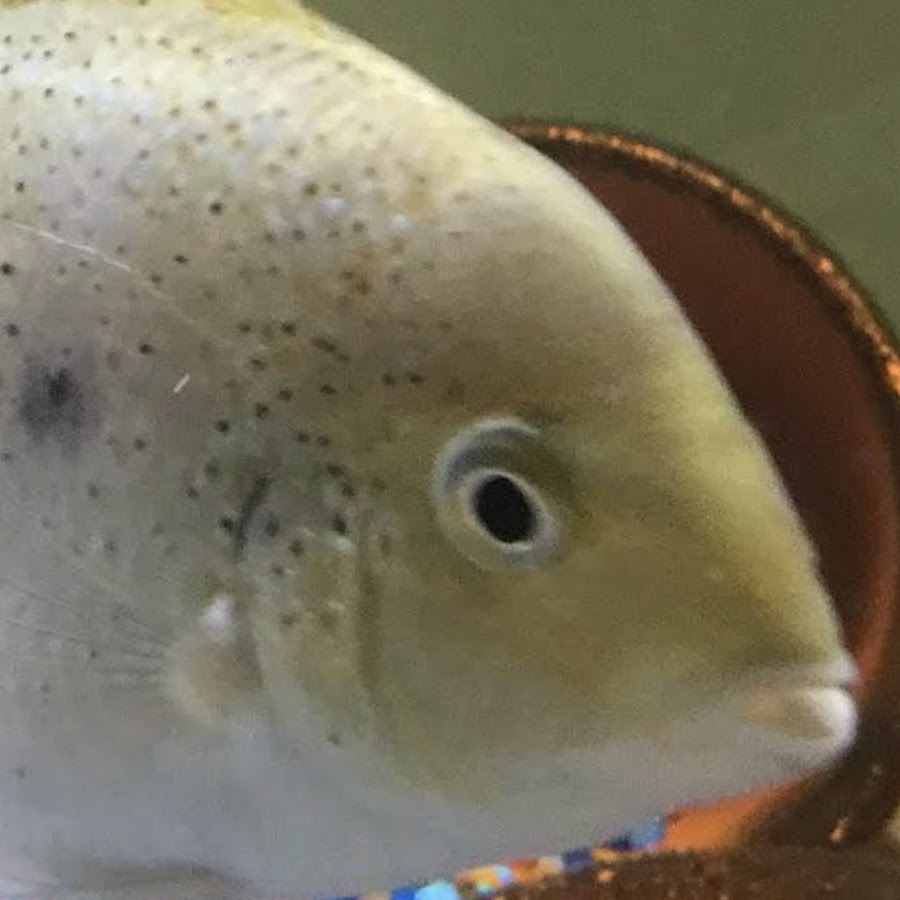 AMLnZu_LU6Aj5erJusKnvAXcp3sbYraN1vaAaqvFKQg=s900ckc0x00ffffffnorj