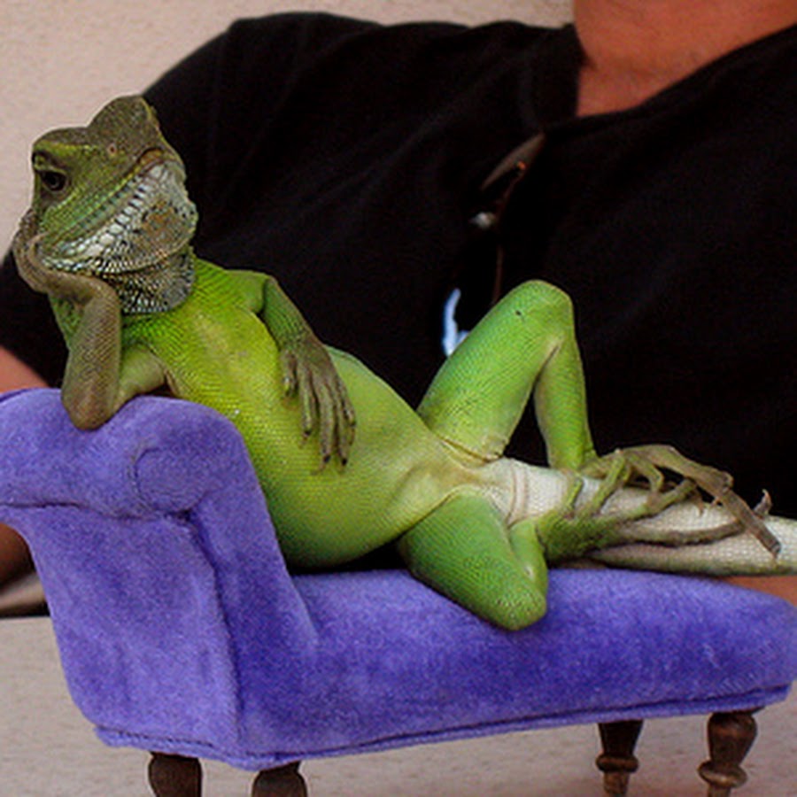 Смешные игуаны. Эублефар кричит. Филосозавр. Линька хамелеона. Смешная ящерица.