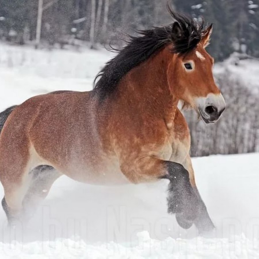 порода лошадей северо швед.