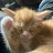Mike fawkes Avatar