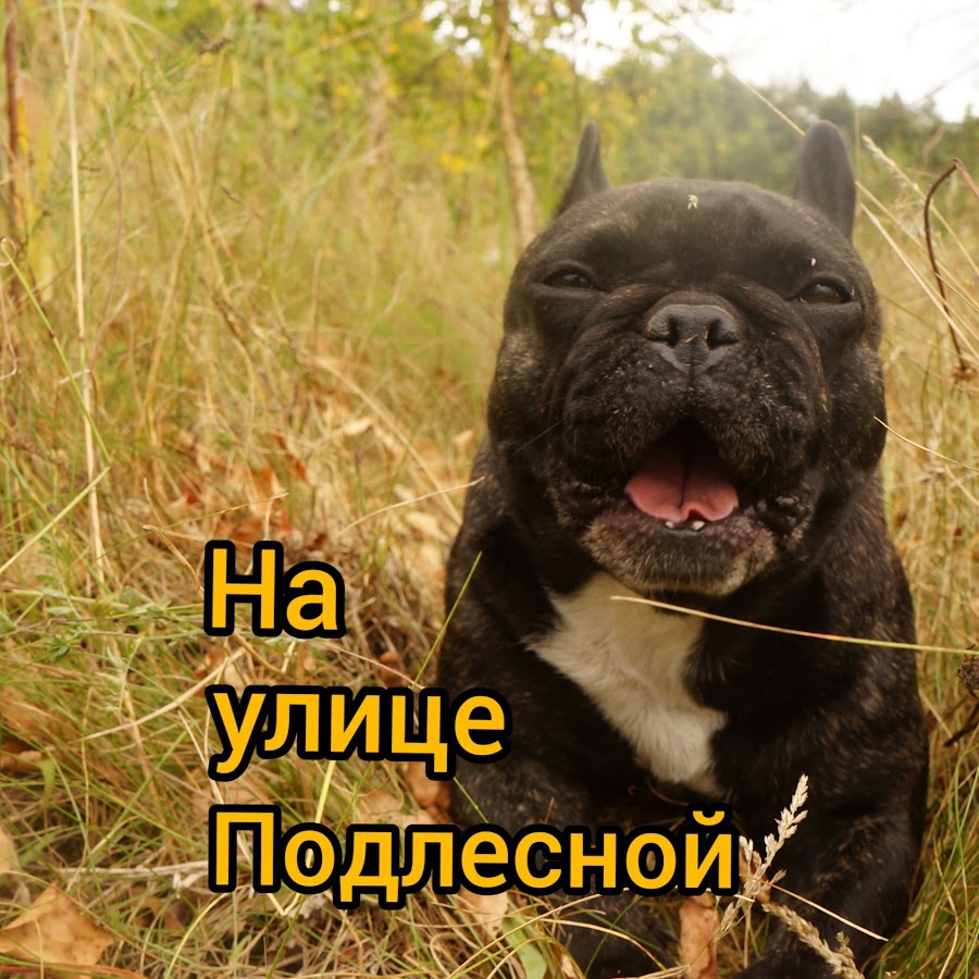 Рено на подлесной