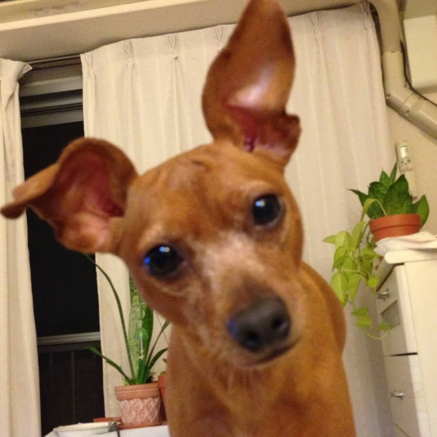 孔雀ーkujaku 犬と猫は私の親友 Youtube