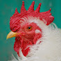 United Poultry Concerns YouTube Profile Photo