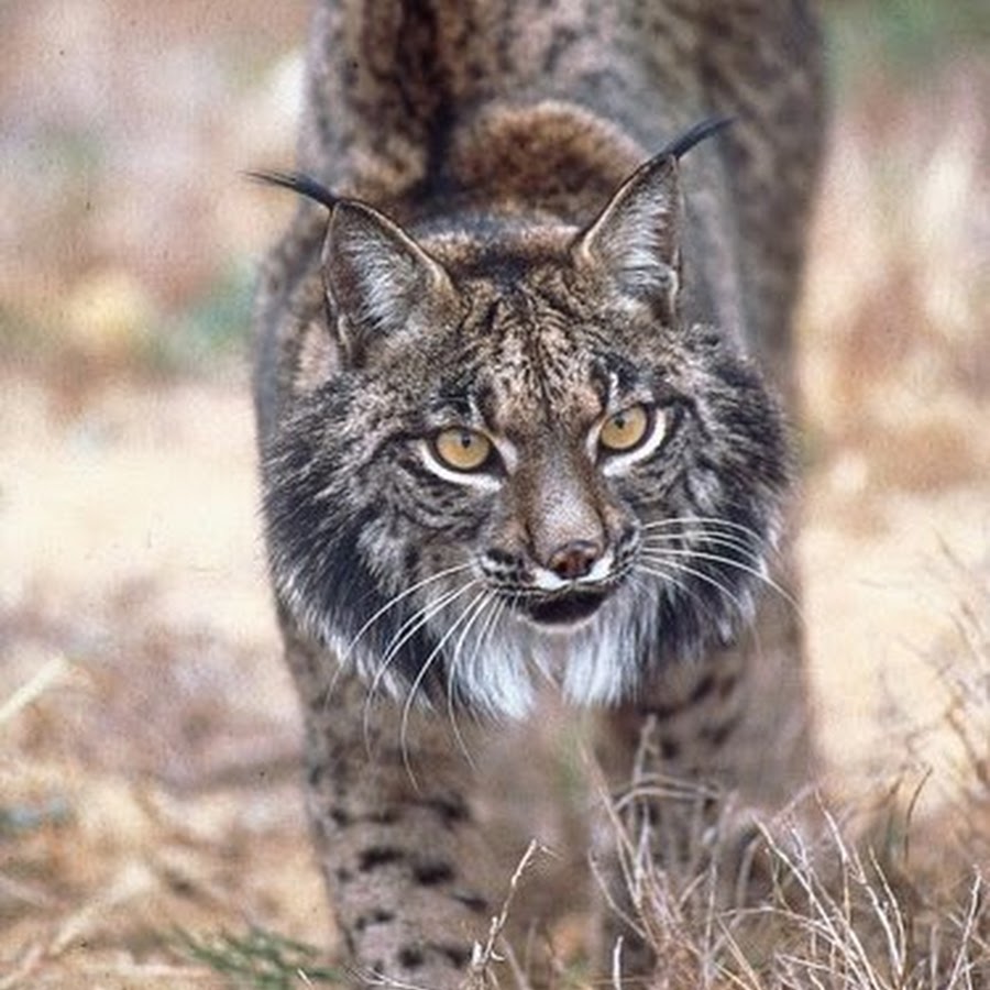 лев рысь. рысь и львенок. лев рысь. рысе лев. рыси нежность.