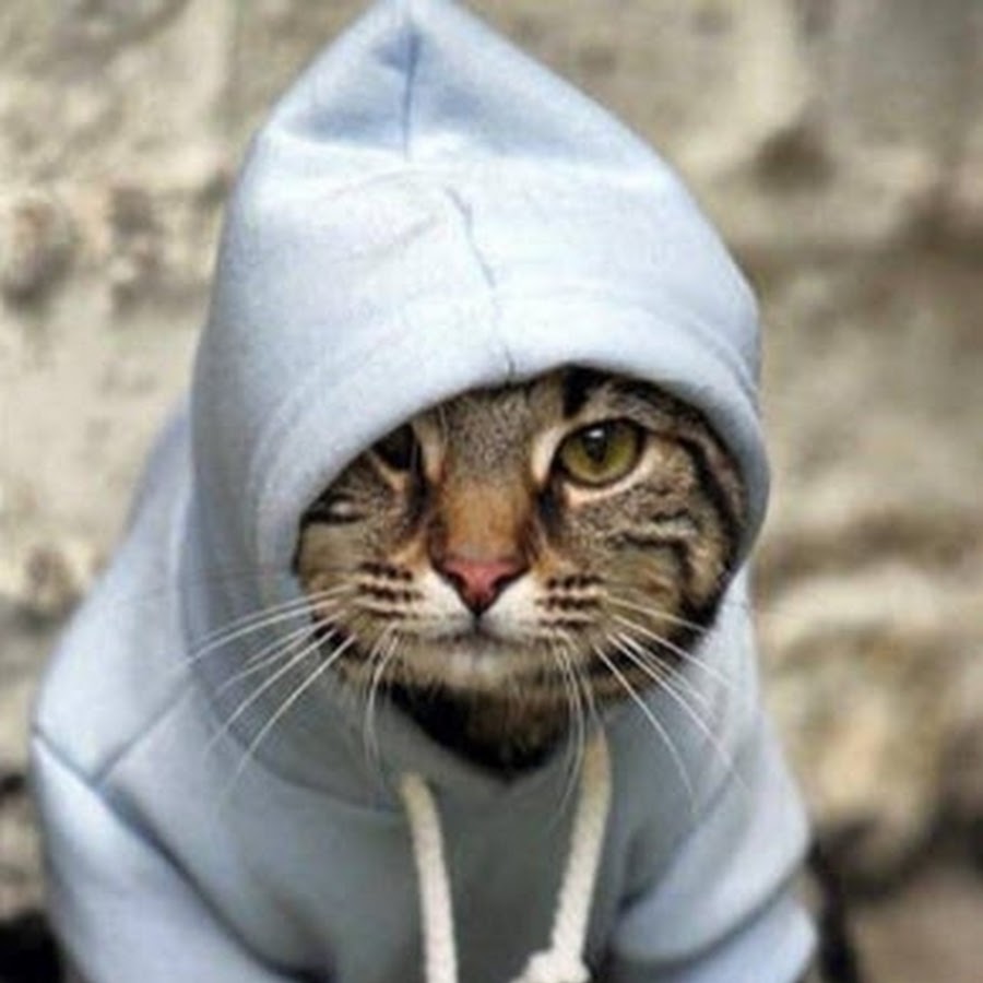 Крутые коты