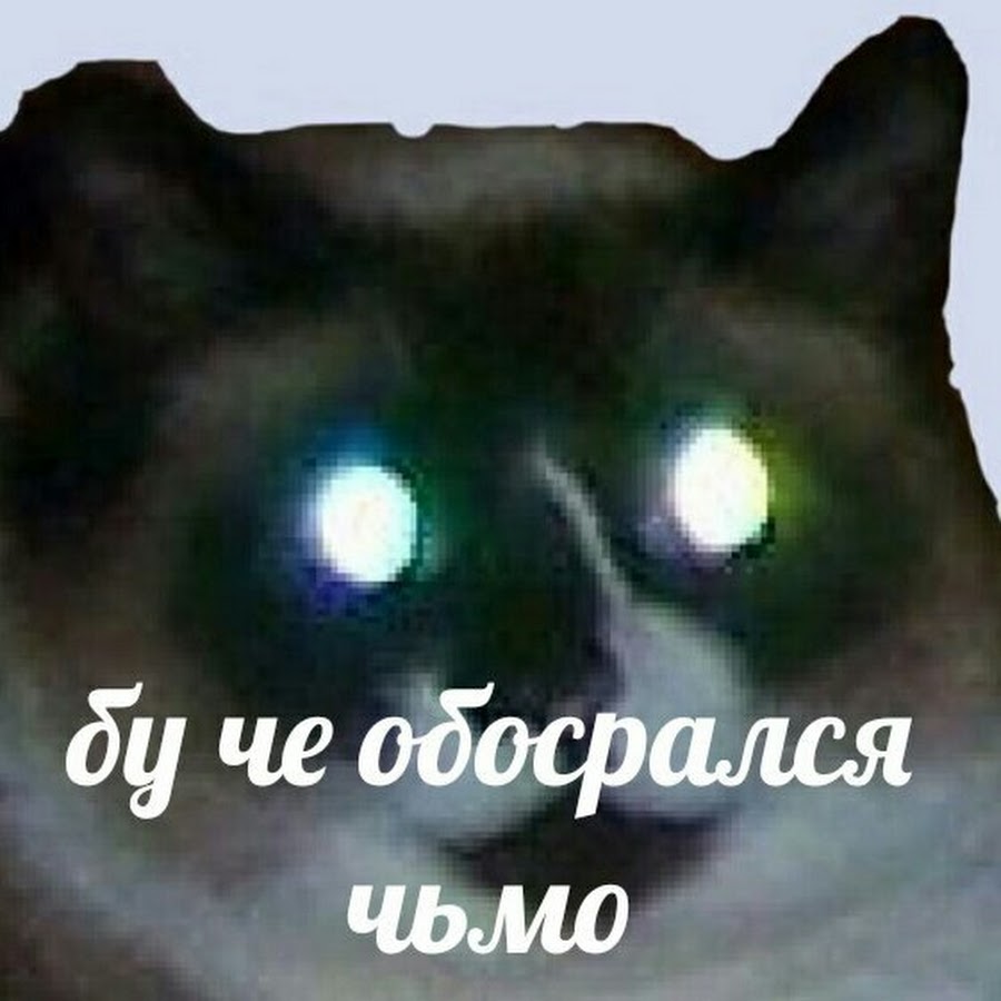 Кот чьмо