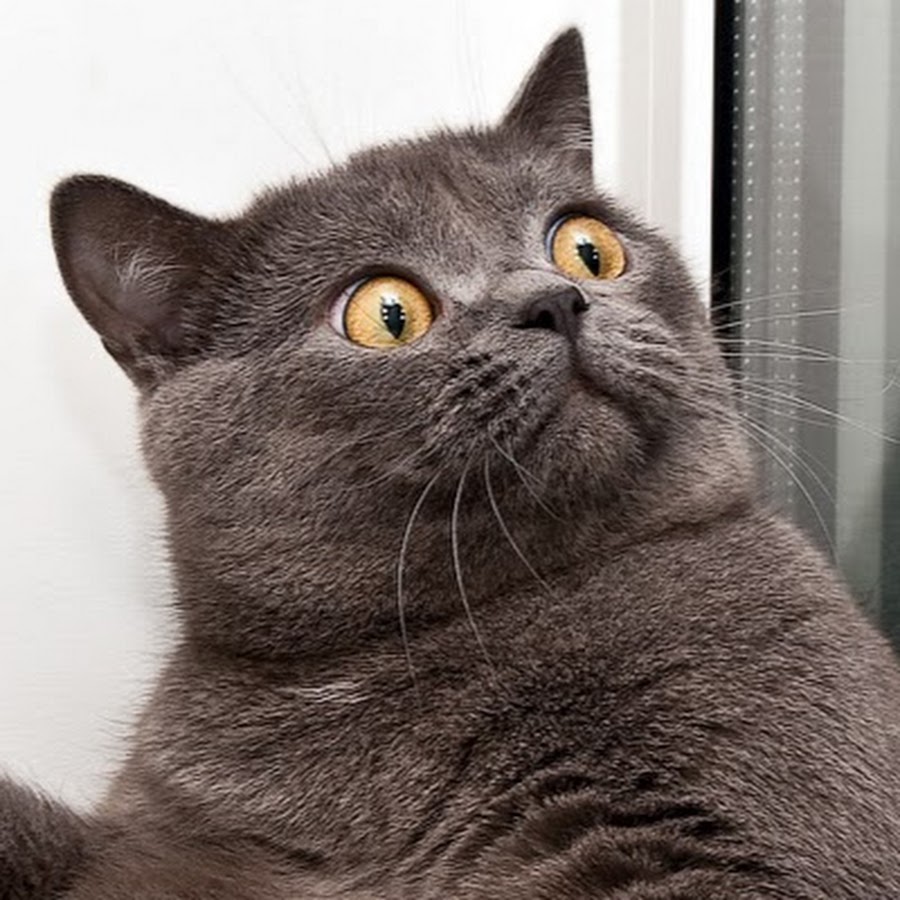 Удивленный котэ