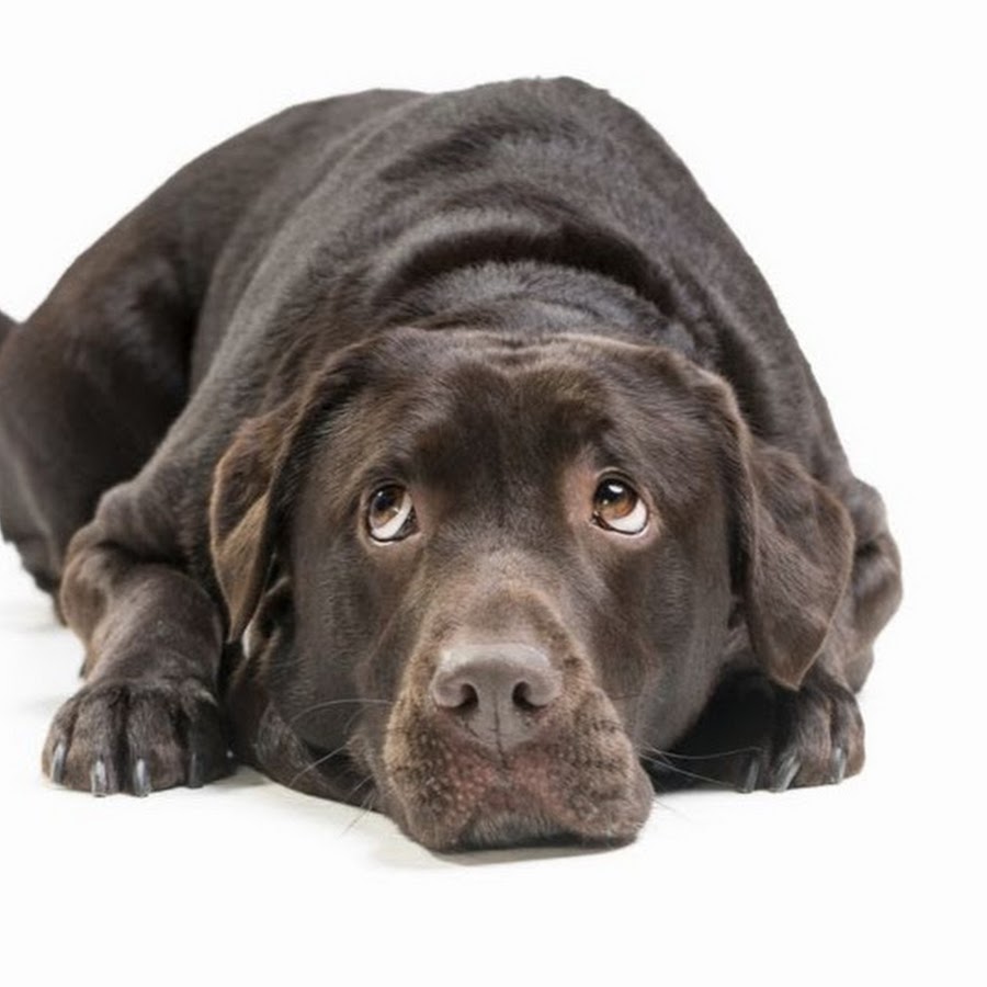 ラブラドール チョコレート ブラック 専門ブリーダー Mother Planet Kennel Youtube