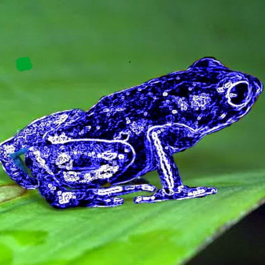 исполинский веслоног лягушка. сумчатая лягушка. квакша древолаз. сколько видов лягушек в мире. редкие виды лягушек.