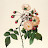 Warmth flower김현영