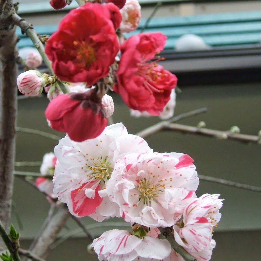 花桃源平枝垂れ Youtube