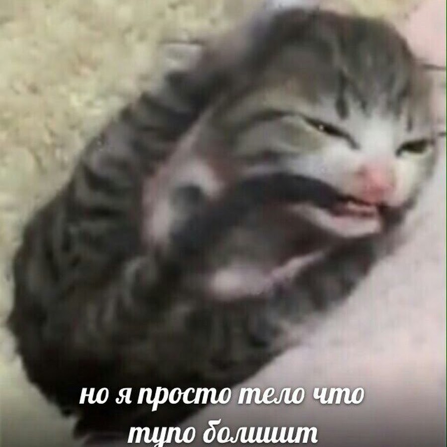 Pin by Triết Phàm on Cat Funny animals, Funny cat memes, Funny animal memes