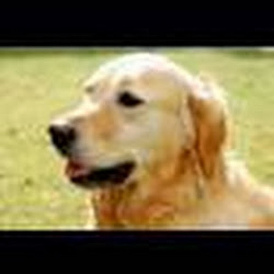 AMLnZu_Qt7gdPIIVbVMl2Exy1clF1EB-SZ4EviqU9_5g=s900-c-k-c0x00ffffff-no-rj