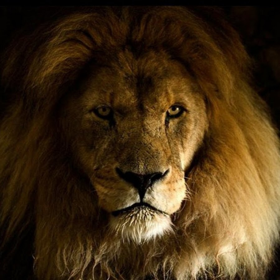 лев цитаты мудрые. мысли льва. лев цитаты. надпись лев. мысли льва.