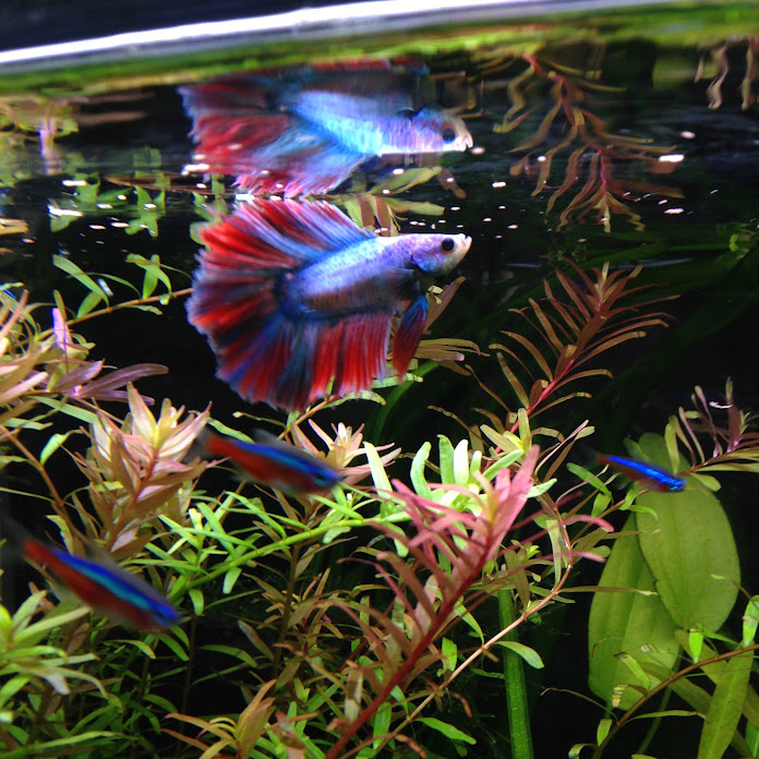 ひぐらしなまず Net Worth & Earnings (2026)