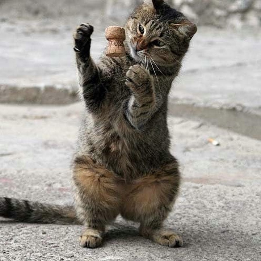 смешные картинки с котами. всё-таки самое лучшее время это был детский сад там и машина. все таки самое лучшее время это был детский. дефисное написание частиц. сам таки.