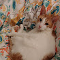 Cat Named Milton YouTube Profile Photo