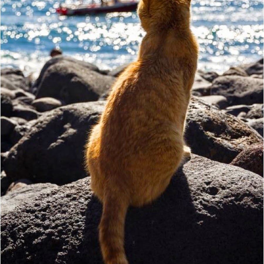 Котик на море