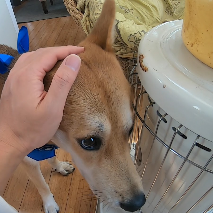 ワンジローと一緒 Youtube