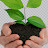 Randa Alfahham Avatar