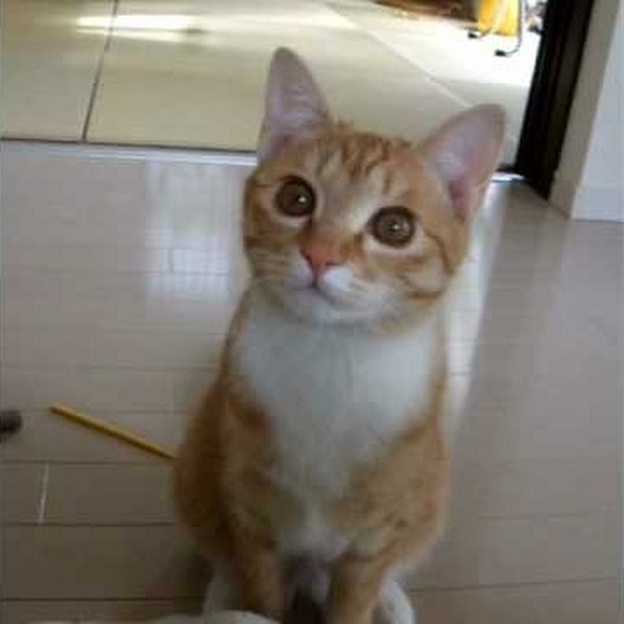 Komugi Kokoro Youtube