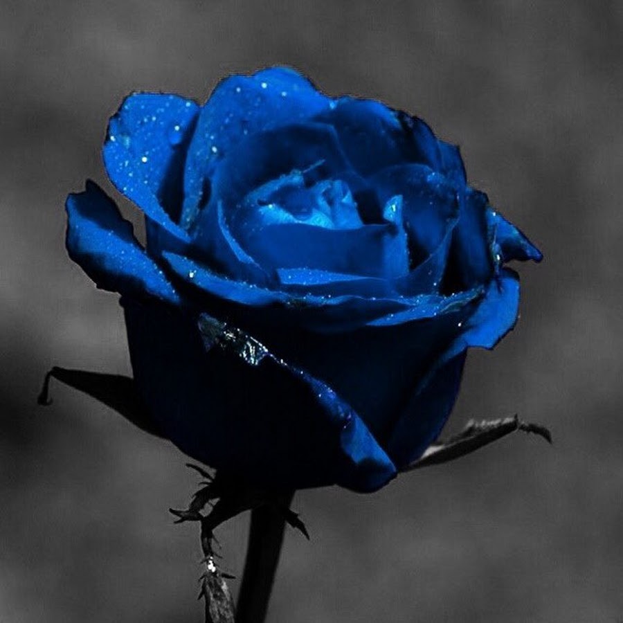 Чёрные и белые и синие розы