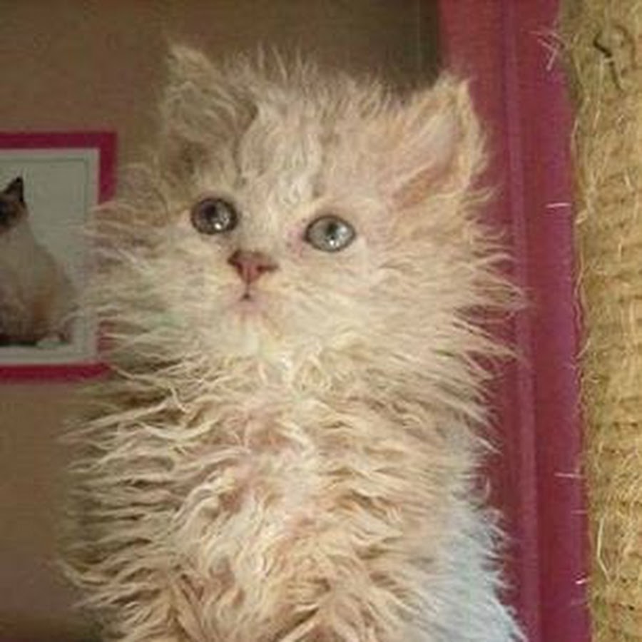 Фото кудрявых котов и кошек Золотая