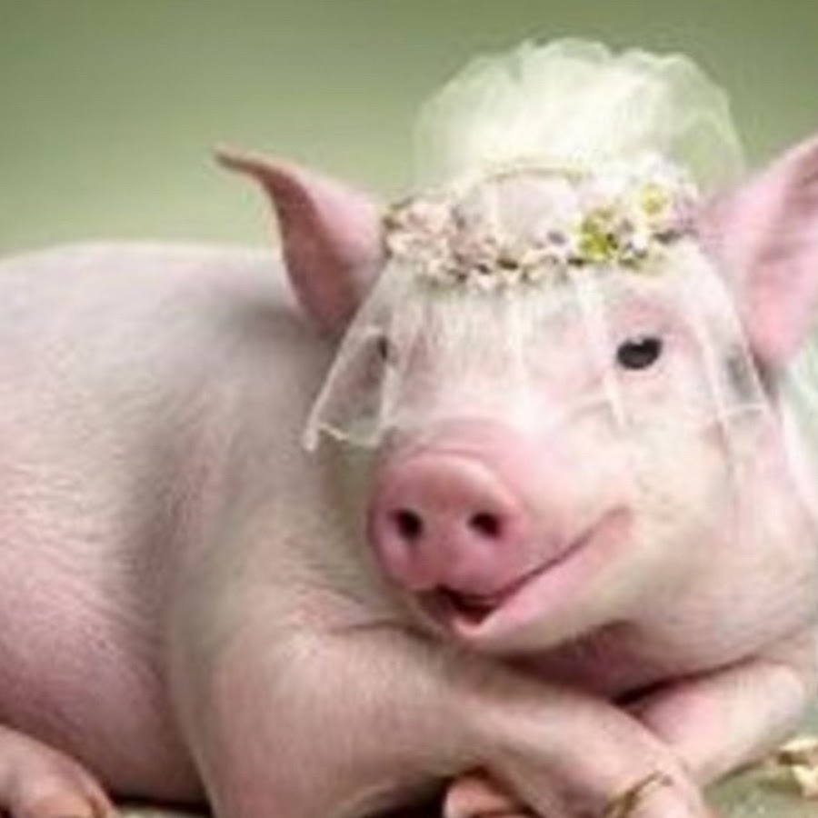 Кто по серединке тот женится на свинке Percy and Penny’s wedding Imágenes divertidas de animales, Cerditos, Imágenes di