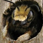 UA Beekeeping