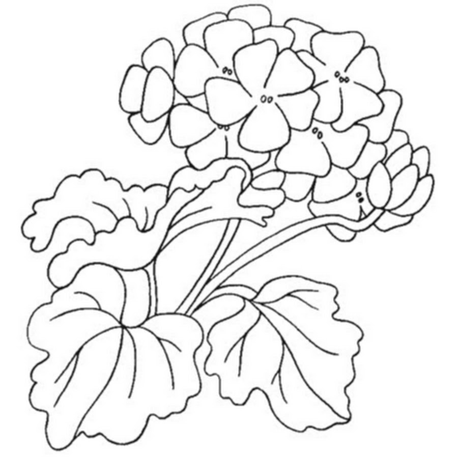 Цветы герань гортензия