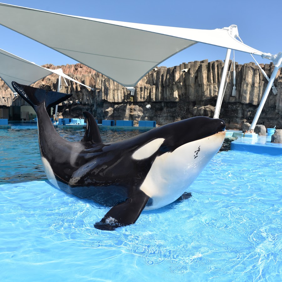 公式動画チャンネル名古屋港水族館 Youtube