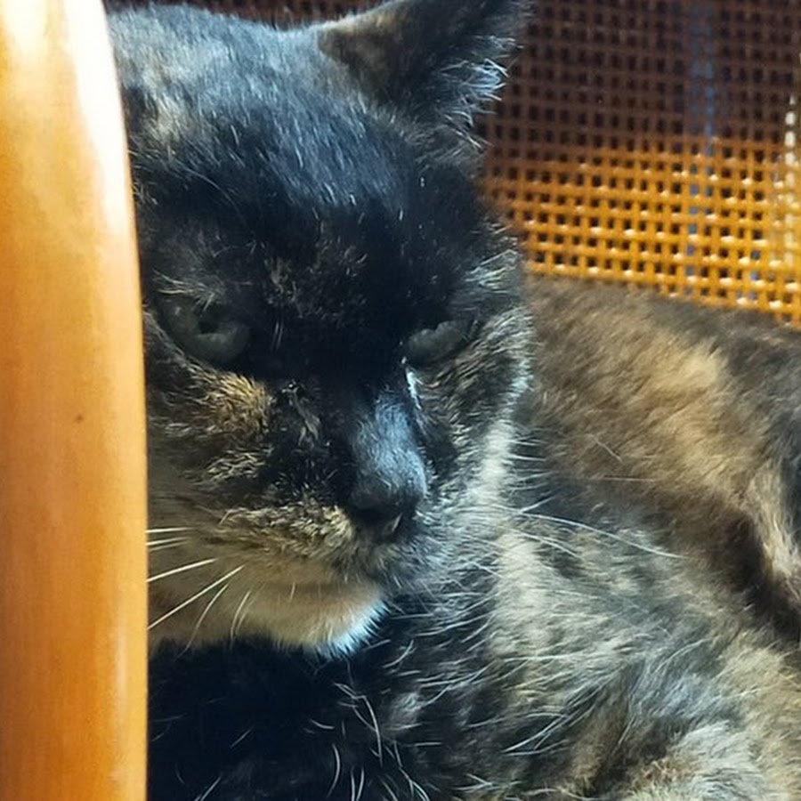 あふいも Youtube