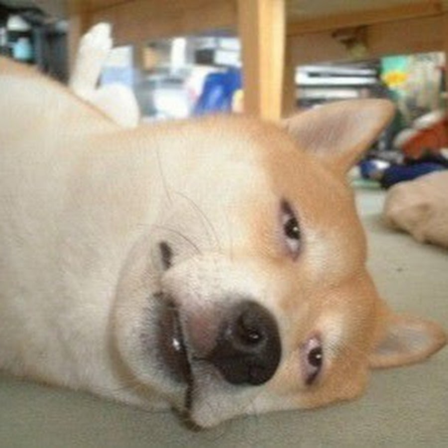 濡れた犬 Youtube