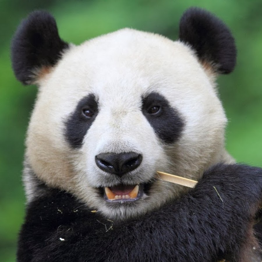 Why panda