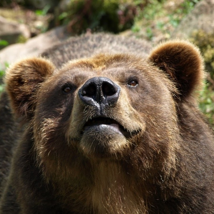 Thunderheart Brown bear, Grizzly bear, Bear