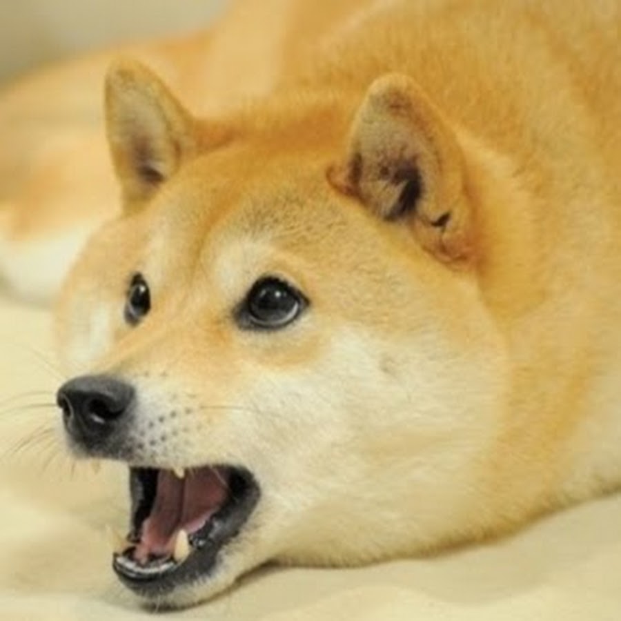This is doge steam фото 14