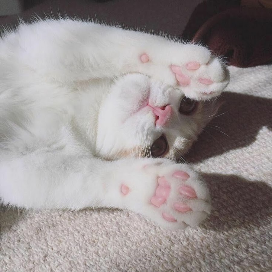 Лапки котят