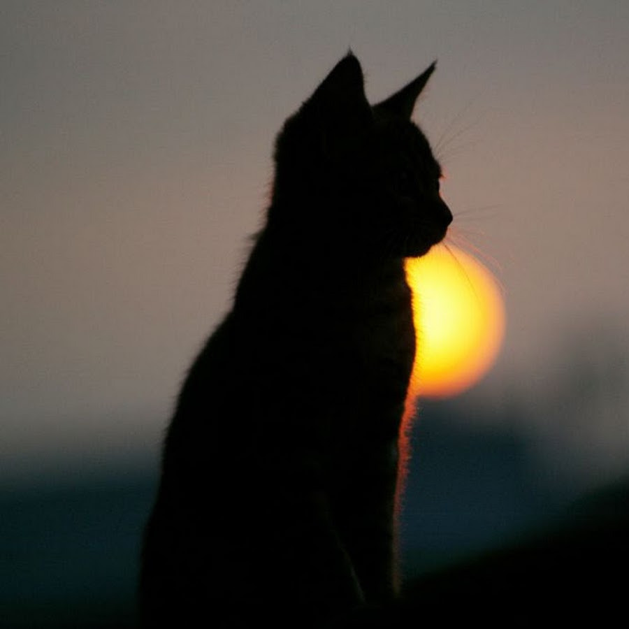 Одинокий кот