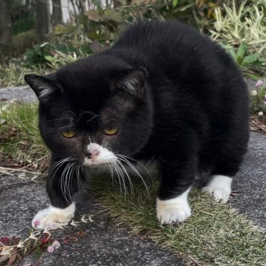 もんたの日常 Youtube