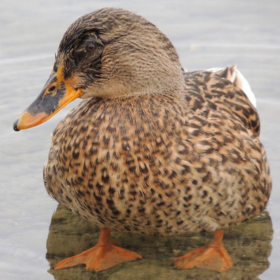 AMLnZu_bU6tJ03LNwWfQCjjcwd3LKTW_iOUjlIBkCbk=s900ckc0x00ffffffnorj