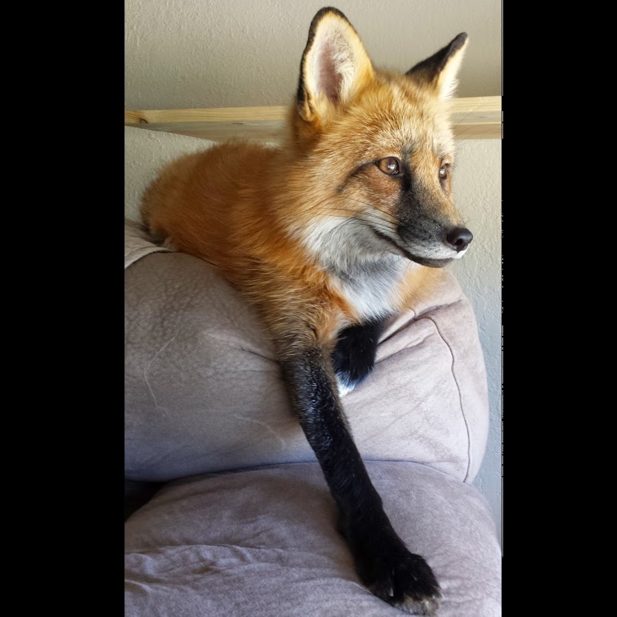 Loki the Red Fox - YouTube