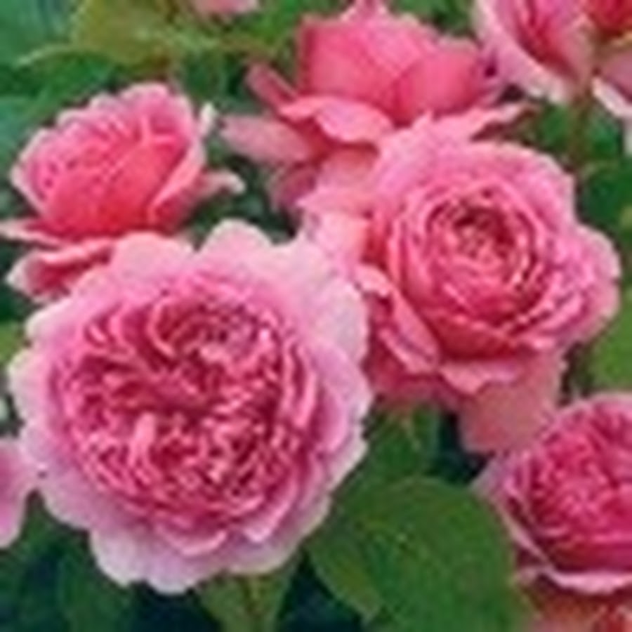 未来予想の部屋 Youtube