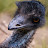 YouTube profile photo of The Emo Emu