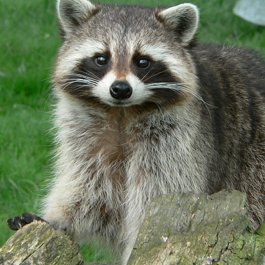 Довольный енот картинки