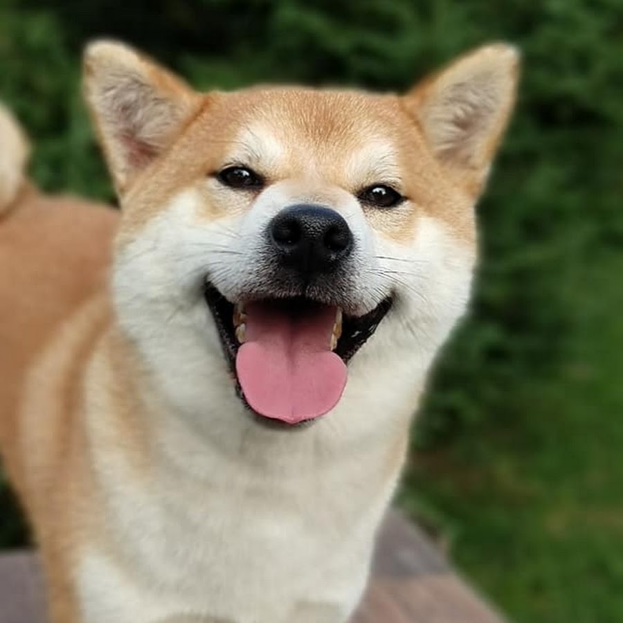 Shibainu Friends Youtube