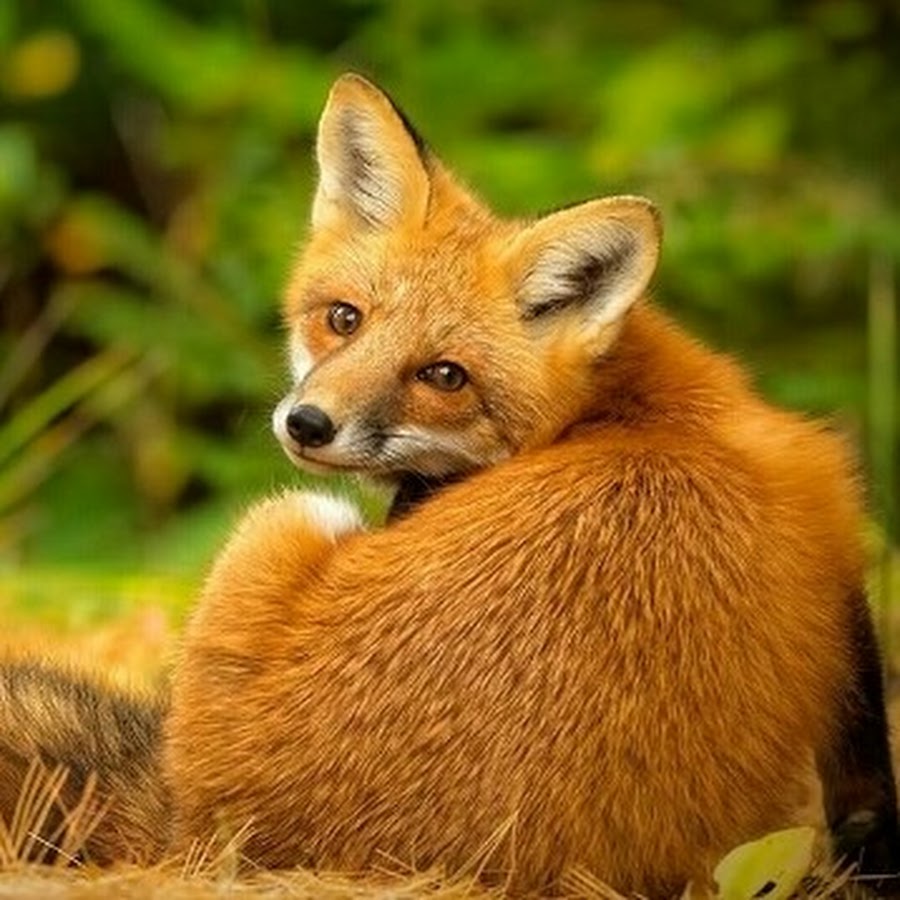 Classic fox. Лисы на английском. Клуб лисы. Лиса спасибо огромное фото. Many Foxes.