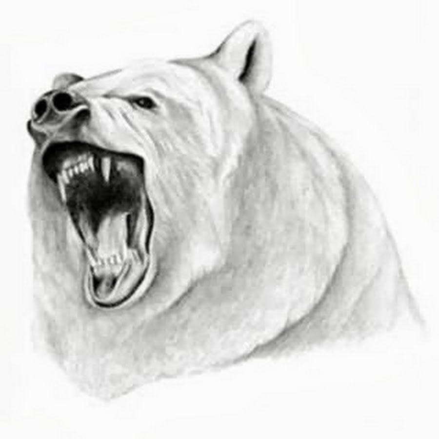 Белый медведь черно белый эскиз